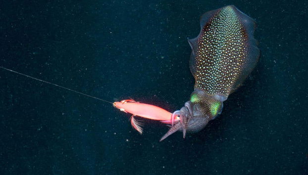 Pesca al amanecer o al atardecer en Addu - Foto 2
