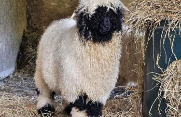 Woodland Lodge - Foto 19