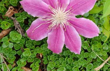 Restored1850s log cabin, with gazebo and gardens! 1 mile to downtown Weaverville - Foto 51