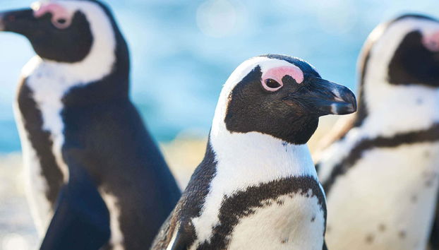 Biglietti per l'acquario di Cattolica