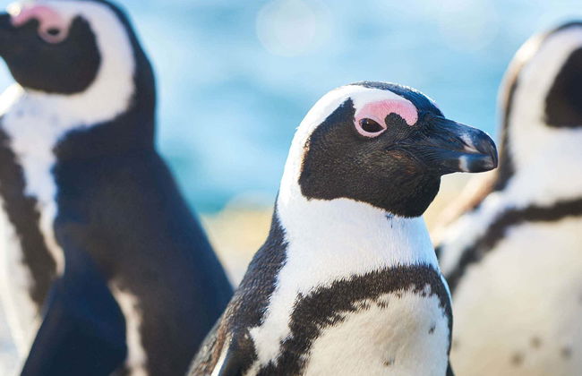 Billet pour l'Aquarium de Cattolica - Photo 4