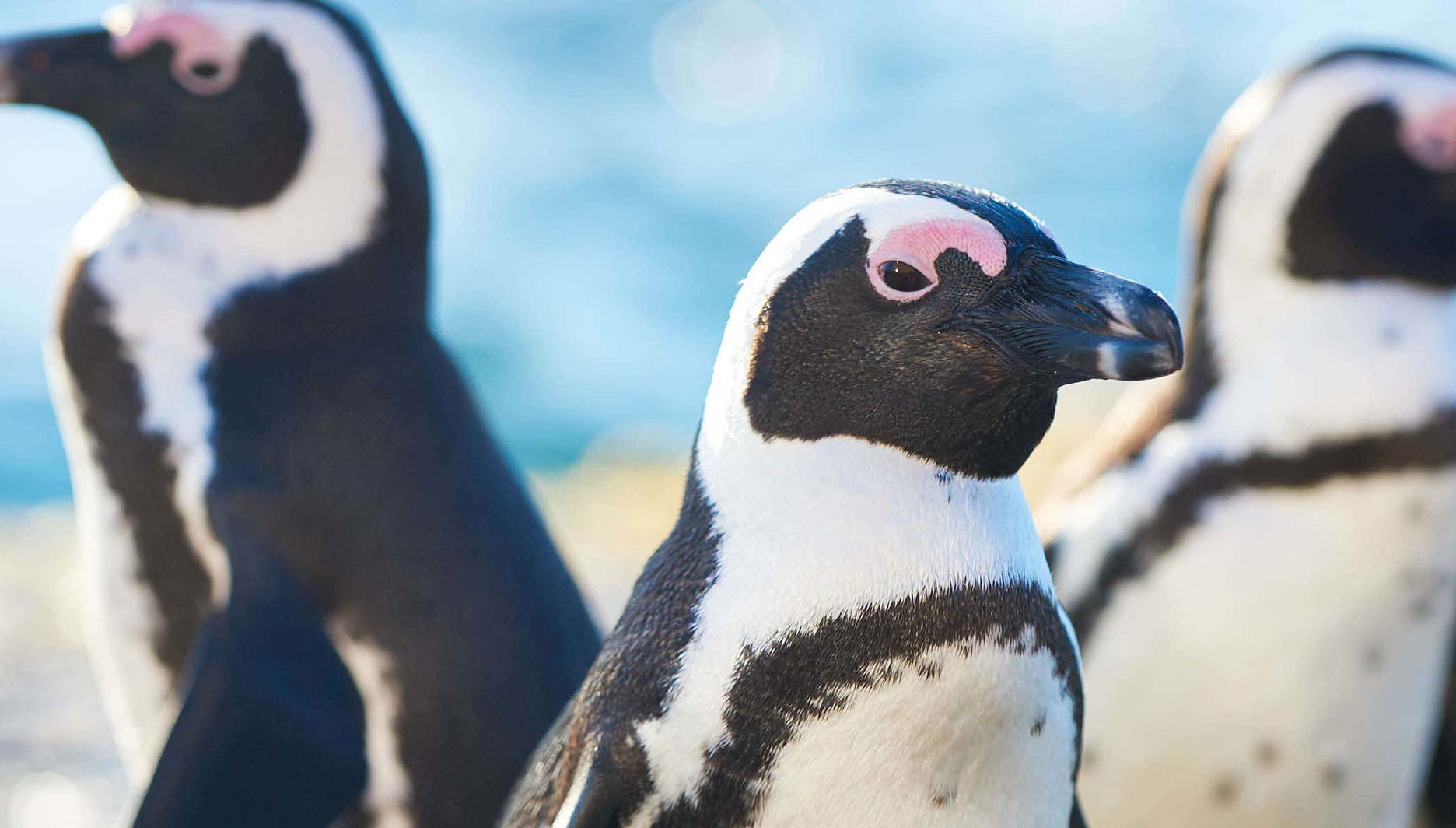 Aquarium of Cattolica Ticket - Foto 1