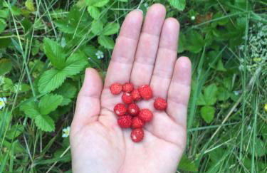 Błękitny Domek - Tleń - Bory Tucholskie - Foto 26