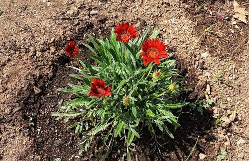 Kosaris Cottage - Foto 12