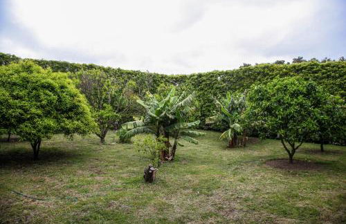 Adega do Mota - Photo 45