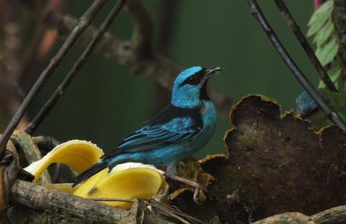 Casa na praia de Itamambuca na cidade de Ubatuba - Foto 41