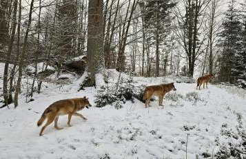 Apartment am Nationalpark Bayerwald - Foto 41