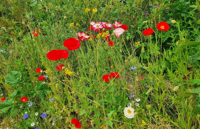 Dartmoor Reach Alpaca Farm - Foto 56