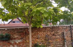 Ferienwohnungen Haus Leonore - Foto 4