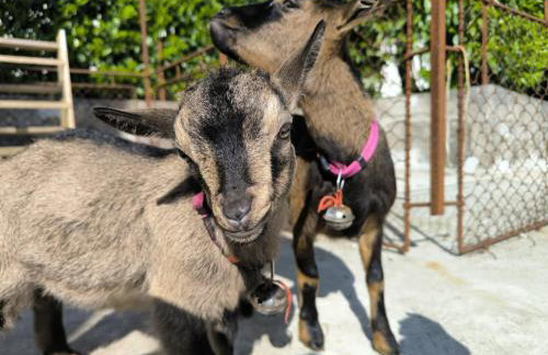 Studio apartment Puzich - Photo 14