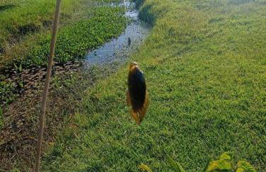 Casa na lagoa do Palmital com acesso à lagoa na propriedade e localizada apenas a 13 km da praia de Atlântida Sul e do Centro de Osório Lugar com Natureza-Wi-Fi 1 cama de casal e um beliche 2 solteiros - Foto 14