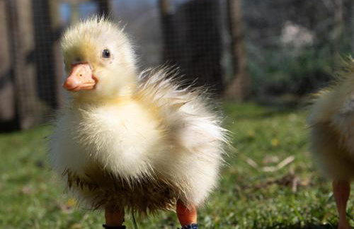 Self-Catering Suite in rural guest house 10 min to Islay Ferry Terminal - Foto 15