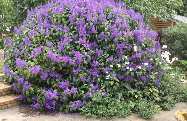 Stony Creek Cottages - Foto 6