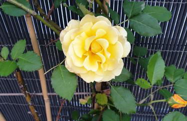 Residencial Costa Doñana (Sanlucar de Barrameda) - Foto 46