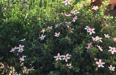 Livanina apartments - Foto 30