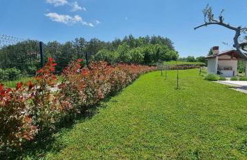 Green Forest - Photo 30