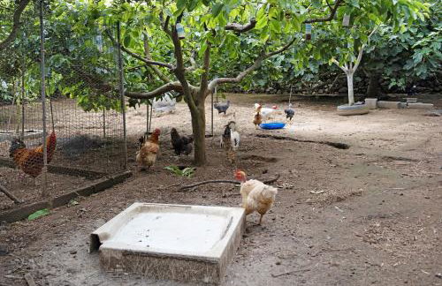 Casa das Rosas - Photo 44