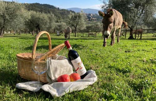 Fattoria di Maiano - Foto 70