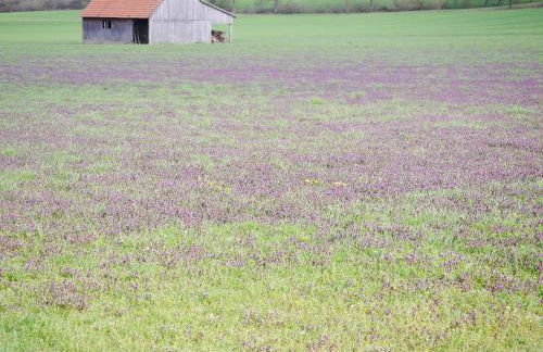 FeWo Ulbrich Langenstadt - Foto 41
