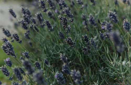 Spinks Nest - a boutique cottage near Holt, North Norfolk - Foto 73