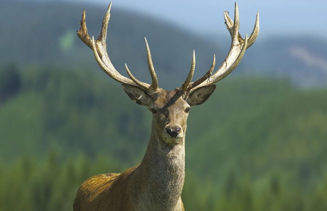 Cozy, Wooden Chalet With a Microwave, Located in a Forest - Foto 28