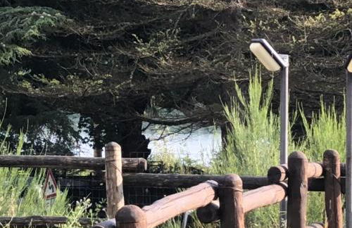 Tra il bosco e il lago - Foto 38