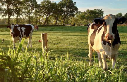 De Leev - Landhaus Lübbertsfehn - Foto 9