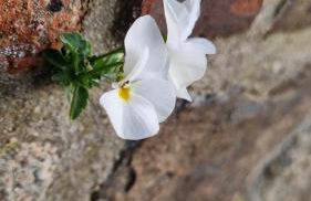 Ferienwohnung Kirsten - Foto 58