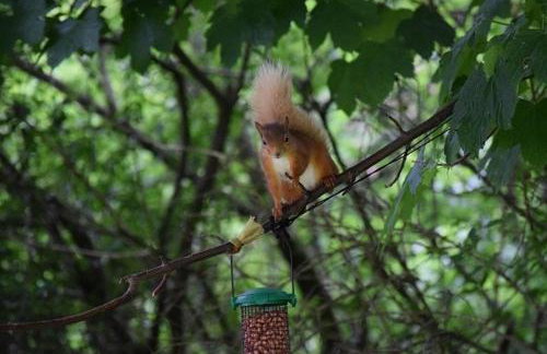 Craig Cottage - Photo 20