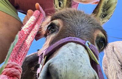 Unique Stay on an Alpaca Therapy Farm with Miniature Donkeys North Wales - Foto 15