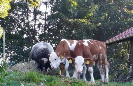 Ferienhof Altmann - Foto 34