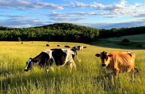 The Sunflower - Foto 12