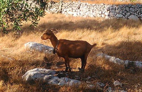 Retiro Da Avo Lídia - Turismo Rural - Foto 25