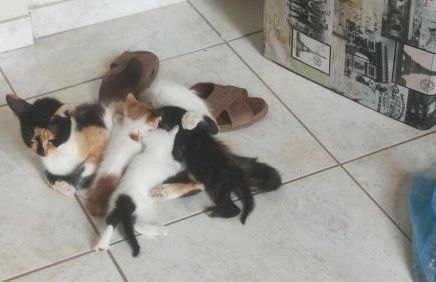 Valtaki Holiday Home - Photo 17