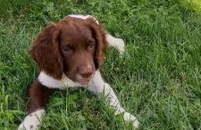 Corte di Tosina - Foto 3