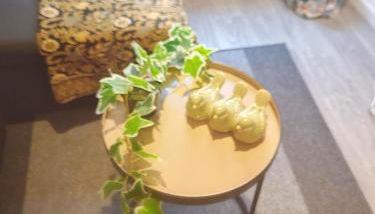 Bulle tropicale jungle - Foto 3