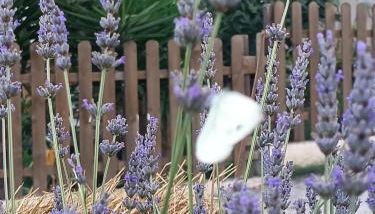 A Ca du Giaba - Foto 2, Garden, Garden view