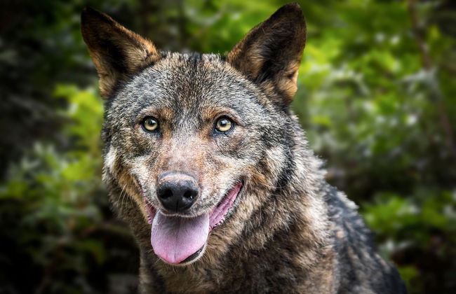 Zoo de Barcelona - Foto 9