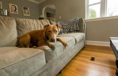 K9 Cottage MainLine - Foto 17