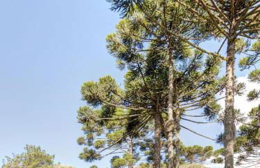Rancho do Canarinho, Fogão à Lenha, 4QT com Vista - Foto 44