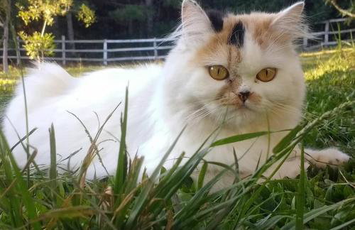 CHALÉ ESTÂNCIA OURO VERDE - Photo 52