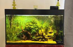 Beim Goldenen Dackel -Atelierhaus im Hof - Foto 16