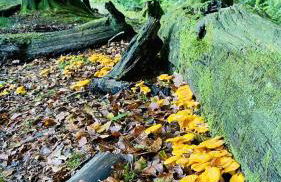 Luxurious mountain retreat lodge Hunters Quay - Foto 44