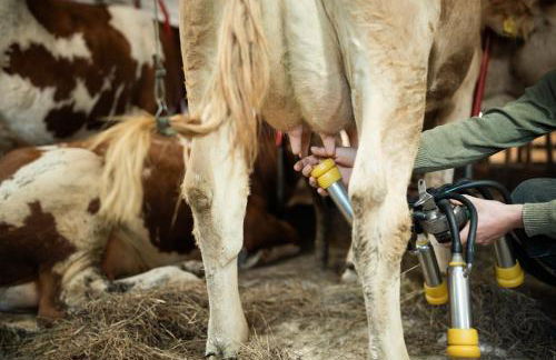 Biohof Dimper - KuhHorn - Foto 17