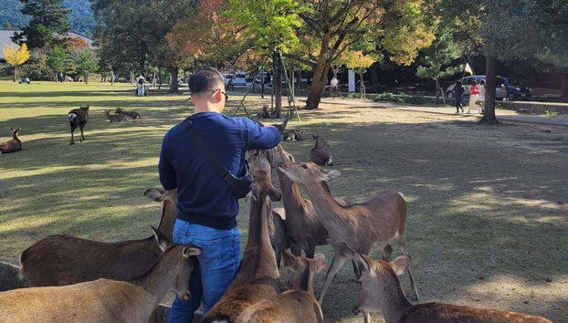 Excursion privée à Nara - Photo 3, Rencontrez les cerfs !