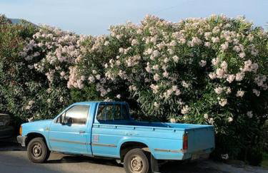 BugenVilla - South Corfu house - Foto 63