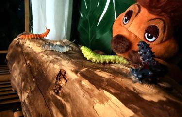 La Belle et le Nooki - Foto 19