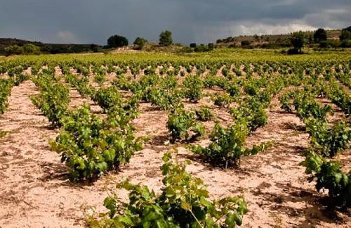 La Marcela - Foto 19