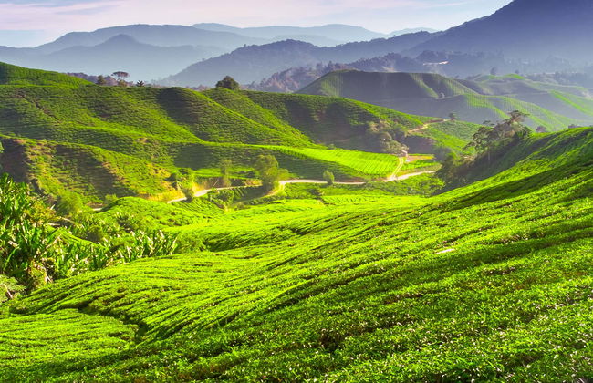 Excursion aux Cameron Highlands - Photo 1