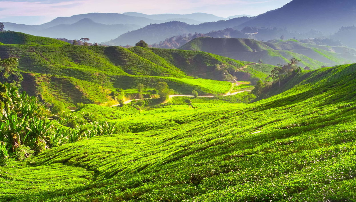 Escursione alle Cameron Highlands